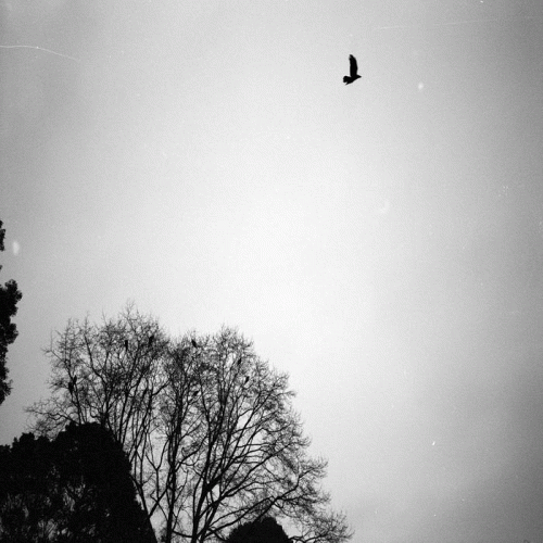 On the Wings of Time